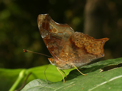 Hypanartia cinderella