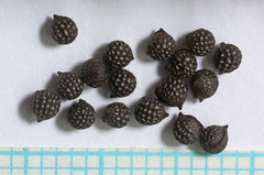 Argemone munita rotundata