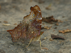 Hypanartia kefersteini