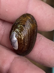 Toxolasma cylindrellum