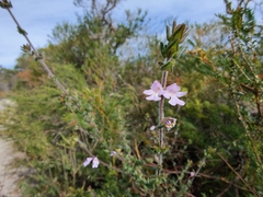 Prostanthera densa