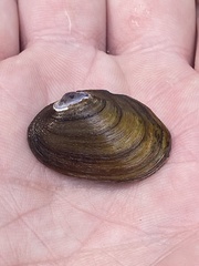 Toxolasma cylindrellum