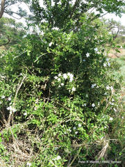 Jasminum angulare