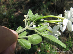Jasminum angulare