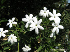 Jasminum angulare