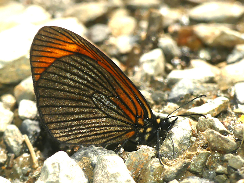 Lymanopoda acraeida