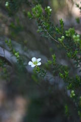 Diosma aspalathoides