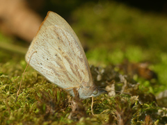 Lymanopoda eubagioides