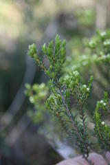Diosma aspalathoides