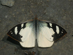 Lymanopoda eubagioides