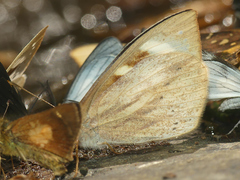 Lymanopoda eubagioides