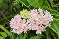 Asclepias rubra