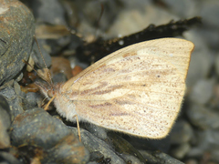 Lymanopoda eubagioides