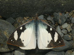 Lymanopoda eubagioides