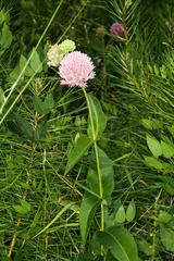 Asclepias rubra