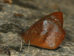 Lymanopoda obsoleta