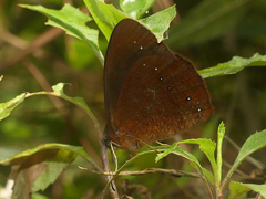 Lymanopoda panacea