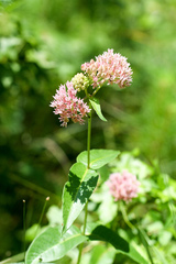 Asclepias rubra