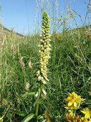 Digitalis micrantha