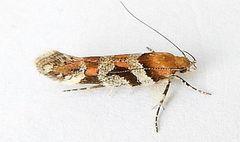 Aristotelia devexella