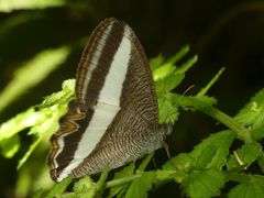 Oressinoma sorata