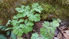 Dicentra