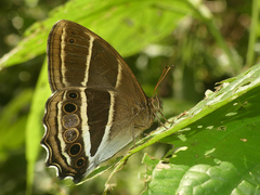 Parataygetis albinotata