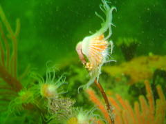 Tubulariidae