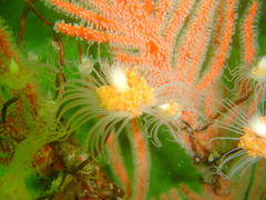 Tubulariidae