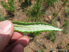 Fadogia homblei