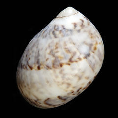 Mammilla simiae