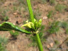 Fadogia homblei