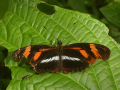 Podotricha telesiphe