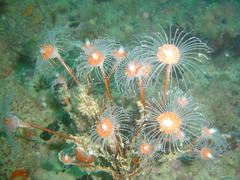 Tubulariidae