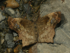 Polyctor extensa