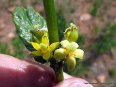Fadogia homblei