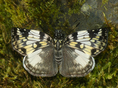 Potamanaxas laoma cosna