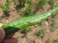 Fadogia homblei