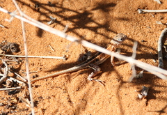 Chalarodon madagascariensis