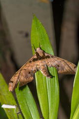 Adhemarius sexoculata