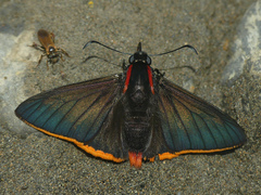Pyrrhopyge hadassa