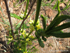 Fadogia homblei