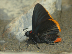 Pyrrhopyge hadassa