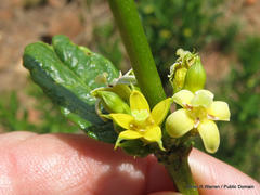 Fadogia homblei