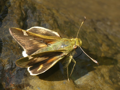 Serdis viridicans edith