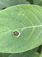 Plagiometriona phoebe