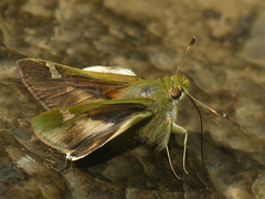 Serdis viridicans edith