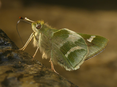 Serdis viridicans edith