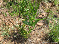 Fadogia homblei