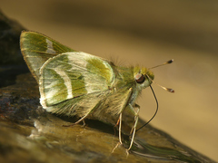 Serdis viridicans edith